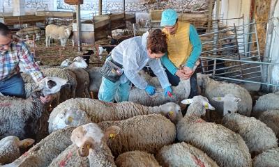 Agricultura inicia la vacunació contra la llengua blava de la cabanya ramadera alacantina